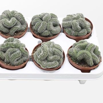 Lobivia densispina cristata