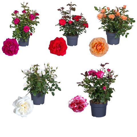 Rosa CASTLE COLLECTION MIX