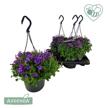 Campanula portenschlagiana AMBELLA INTENS PURPLE