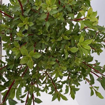 Enkianthus campanulatus