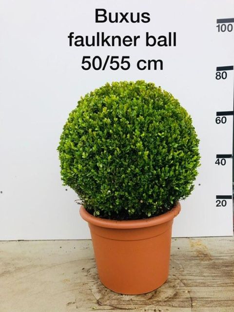 Buxus microphylla 'Faulkner'