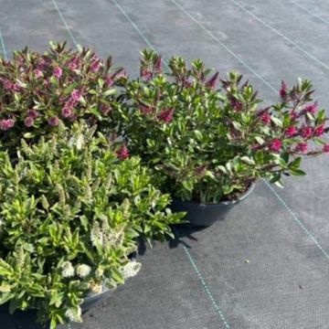 Hebe ALL BLOOMS MIX