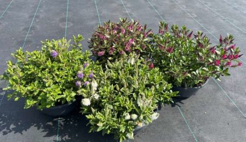 Hebe ALL BLOOMS MIX