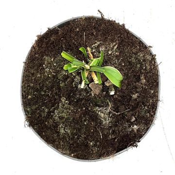 Hosta 'Fortunei Aureomarginata'