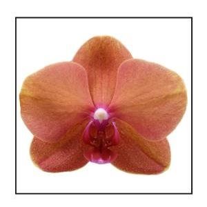 Phalaenopsis SURFSONG (Ter Laak Orchids Midiflora)