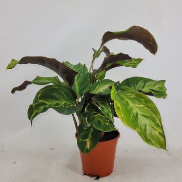 Calathea 'Confusion'