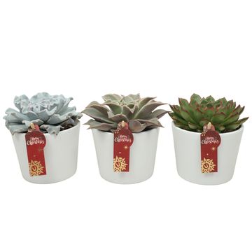 Echeveria MIX