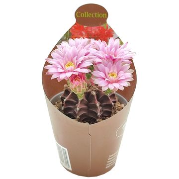 Gymnocalycium friedrichii