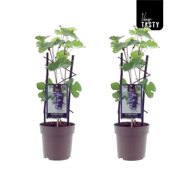 Vitis 'Boskoop Glory'