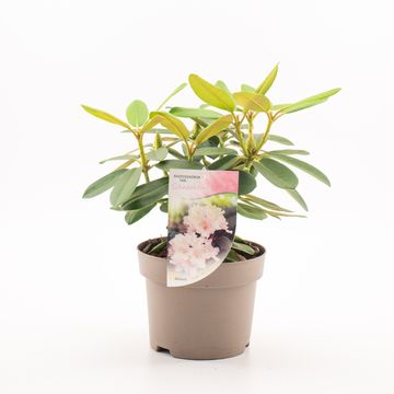 Rhododendron 'Schneekrone' (Y)