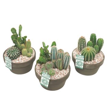 Arrangemang Cactus