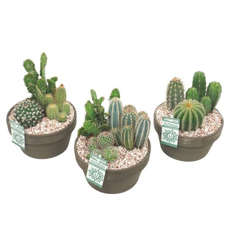 Composizione Cactus