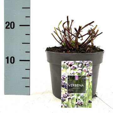 Verbena bonariensis