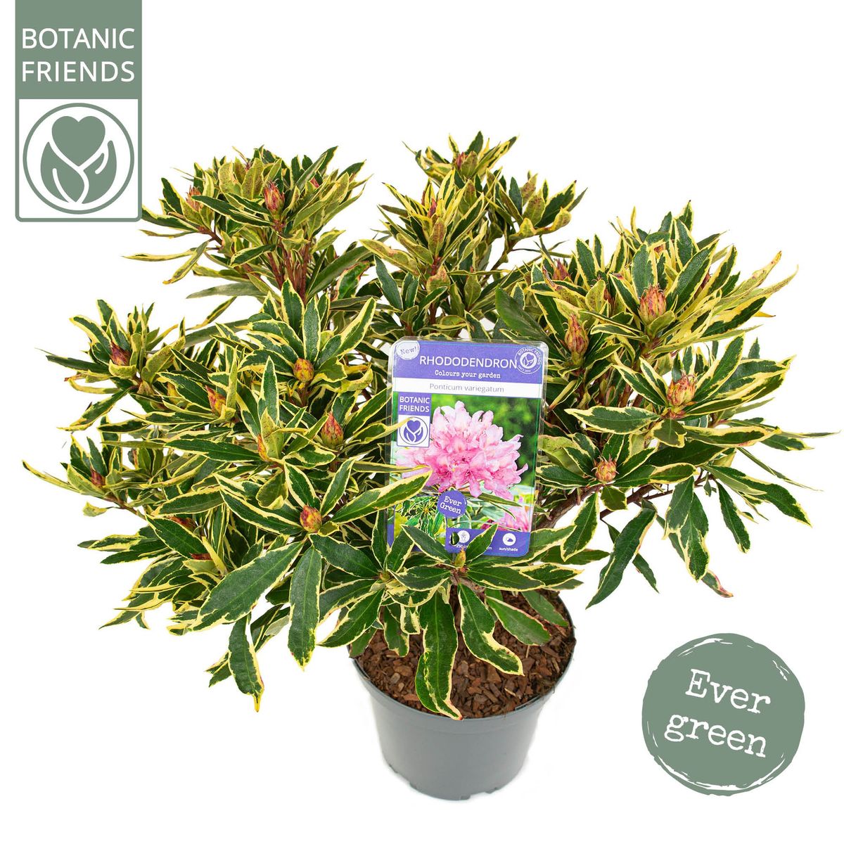 Rhododendron ponticum 'Variegatum'  Pflanzengrohandel FlorAccess