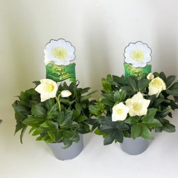 Helleborus niger HGC DIVA