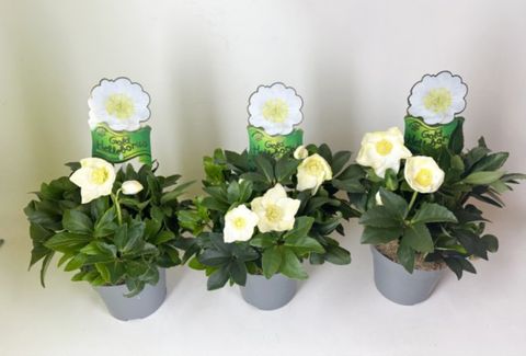 Helleborus niger HGC DIVA