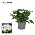 Pentas lanceolata STARCLUSTER WHITE