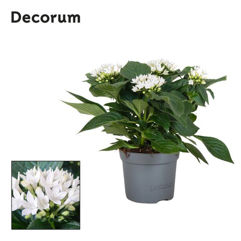 Pentas lanceolata STARCLUSTER WHITE