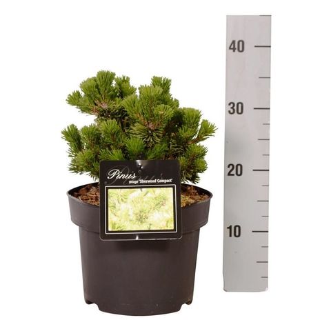 Pinus mugo 'Sherwood Compact'