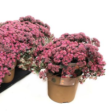 Sedum 'Red Sparkle'