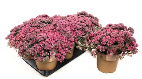 Sedum 'Red Sparkle'