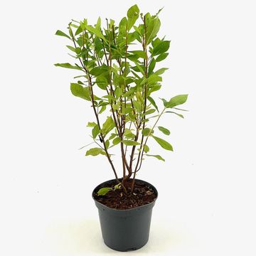 Clethra alnifolia 'Pink Spire'