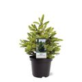 Picea abies 'Will's Zwerg'