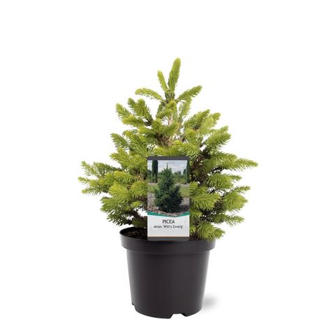 Picea abies 'Вилс Цверг'