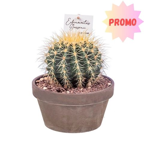 Echinocactus grusonii