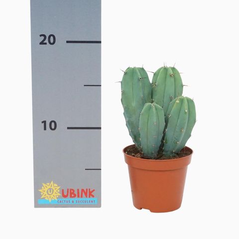 Myrtillocactus geometrizans (Ubink)