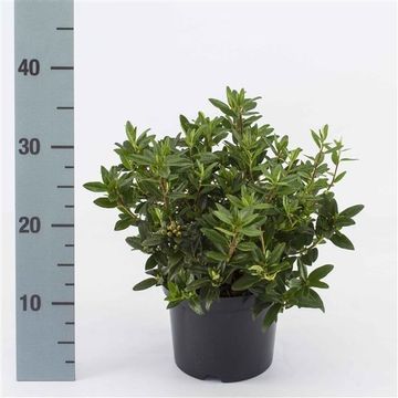 Rhododendron 'Blue Tit'