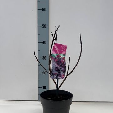 Cotinus coggygria 'Royal Purple'