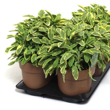 Salvia officinalis 'Aurea'