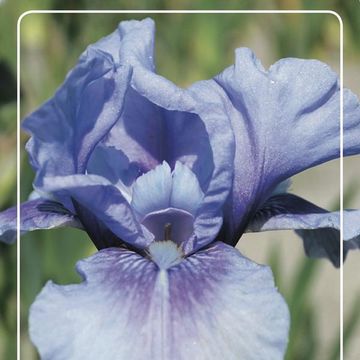 Iris 'Bedtime Story'