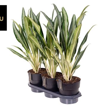 Аглаонема 'Forest Grass'