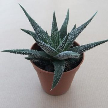 Haworthia fasciata 'Concolor'