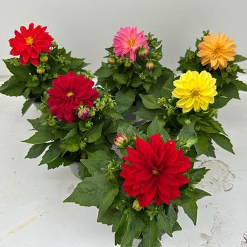Dahlia MIX