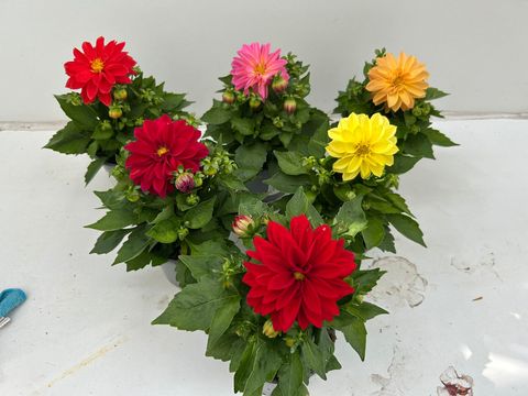 Dahlia MIX