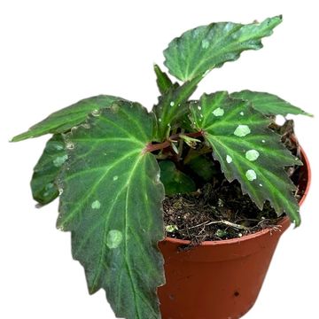 Begonia 'Mantuk'