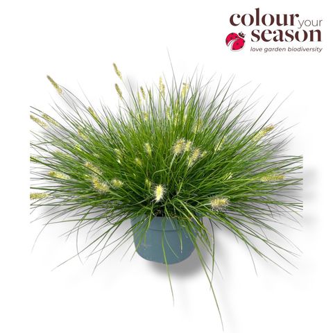 Pennisetum alopecuroides 'Tiny Twinkler'
