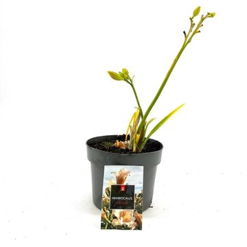 Hemerocallis 'Mini Pearl'