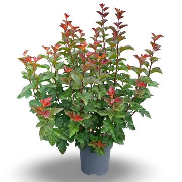 Physocarpus opulifolius AMBER JUBILEE