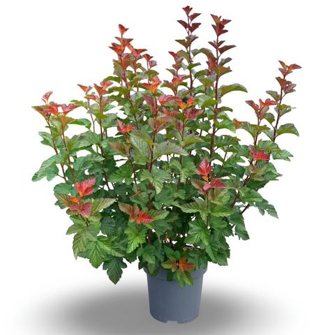 Physocarpus opulifolius AMBER JUBILEE