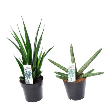 Sansevieria cylindrica MIX