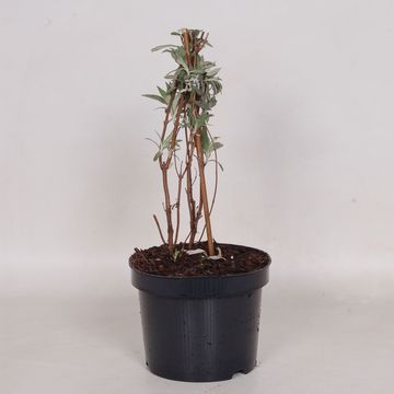 Buddleja davidii PURPLE EMPEROR