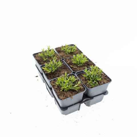 Dianthus deltoides 'Albiflorus'