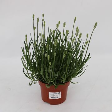 Lavandula angustifolia 'Ellagance Ice'