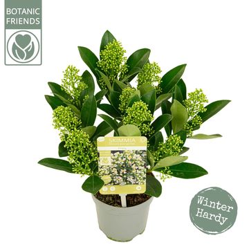 Skimmia japonica 'Finchy'