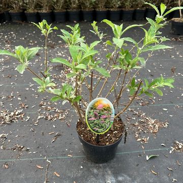 Buddleja davidii 'Pink Delight'