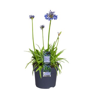 Agapanthus 'Charlotte'